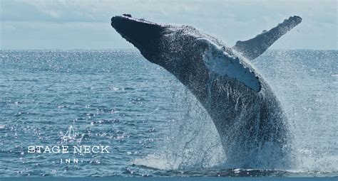 whalw watching|whale watching near me.